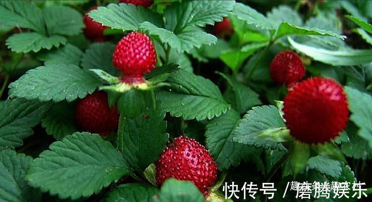 蛇莓|小时候常见又叫不上名的植物,终于知道叫啥了,太全了