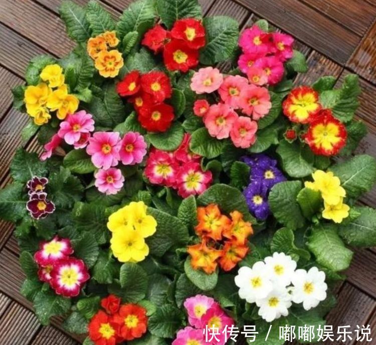 花卉|居家就养此款花卉，不闻不问，养家里，财运越来越好