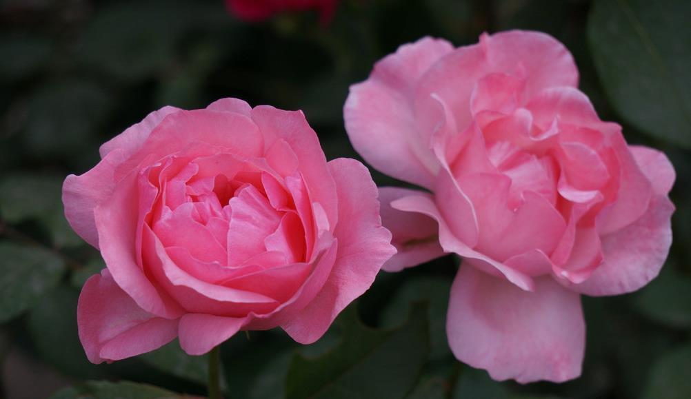 春天里|7种月季,不怕酷夏,30度也开得美,一开上百天,值得入手的品种