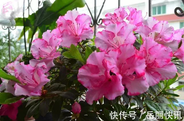 花苞|此花入秋以后，就变“开花机器”，花色鲜艳、花苞浓密