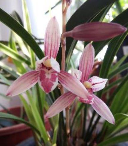 长寿花|几款花卉堪称劳模,全年开花不停,花色艳丽,花开枝繁叶茂