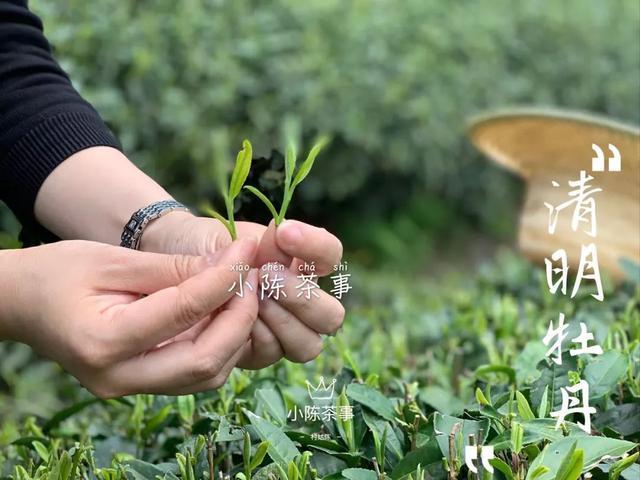 新茶|早上市的白茶，是“作”出来的，分享春茶季的三个真实小故事！