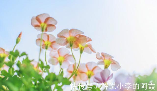 大花球|不到1平方的窗台,被她养成小花园,比院子还美