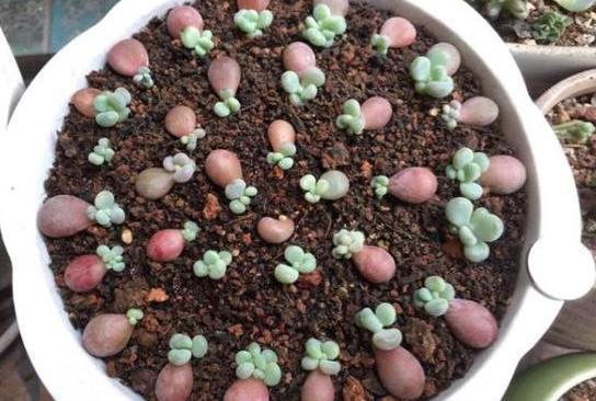 多肉植物|多肉叶插有“新招”，生根成活快，再也不化水，养出状态美美的