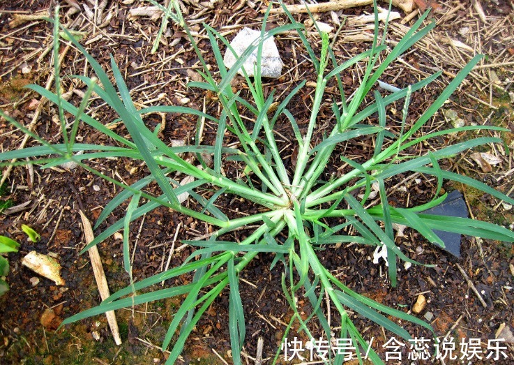 地头|田间地头常见的杂草,却能治风湿、清热解毒,后悔现在才知道!