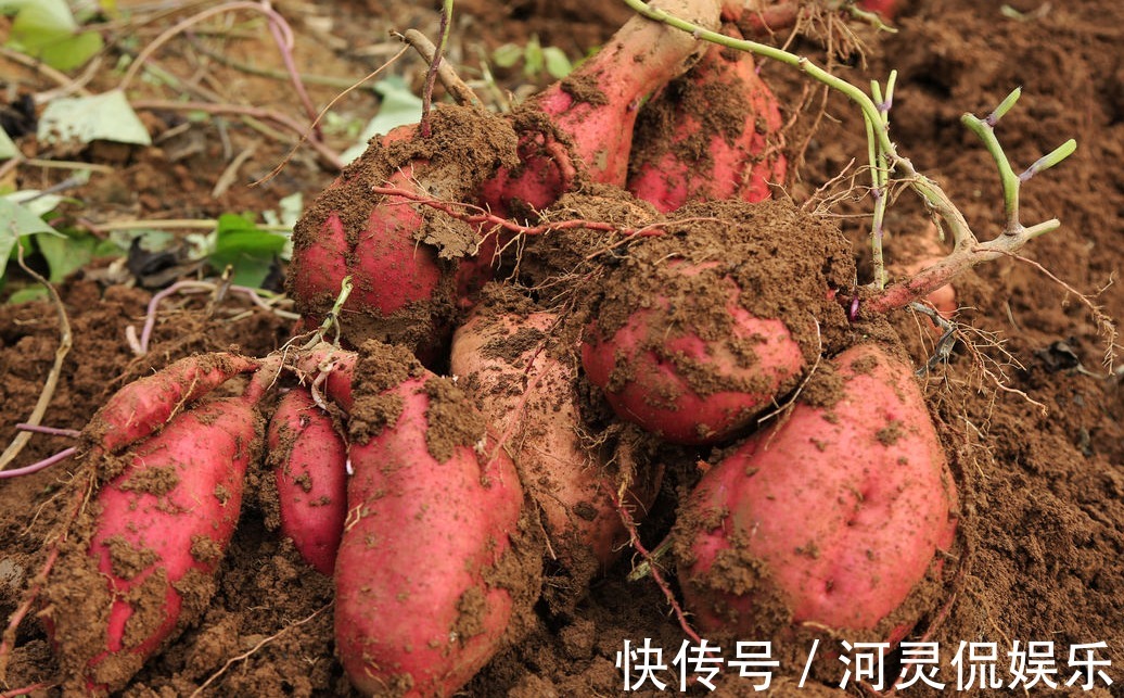 病菌|有“长寿食品”之誉的红薯，减肥瘦身，如何收获高产优质的红薯