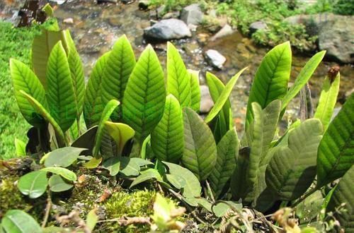 中年|人称“金汤匙”,根茎横着走,民间用处大,遇到别拔掉