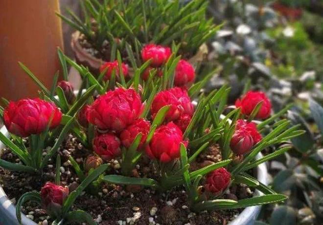 养花不够旺，用“3种溶液”浇灌一下，不仅长得旺，还越来越油绿