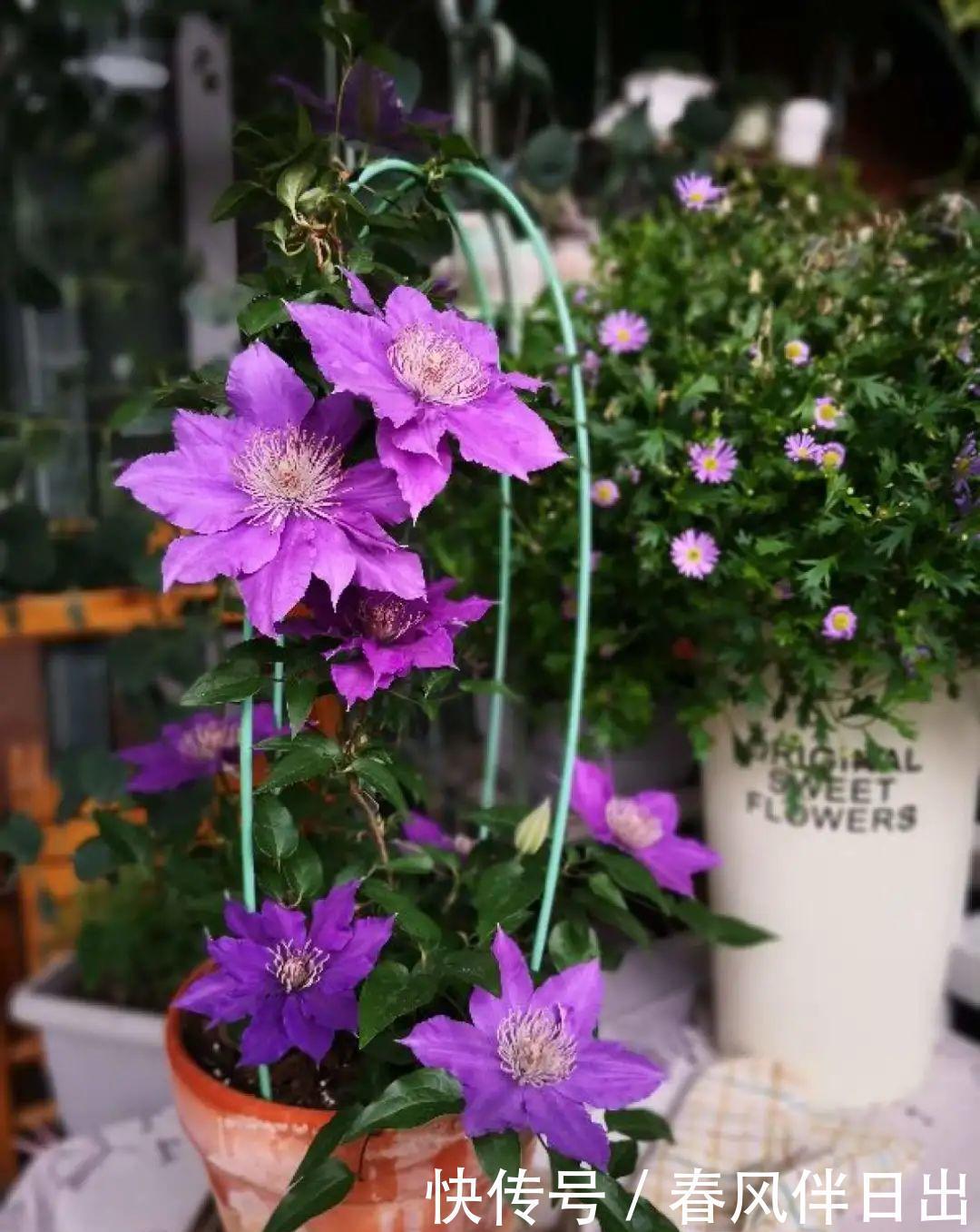 超级耐旱花,整个冬天不浇水,还能胖一圈!