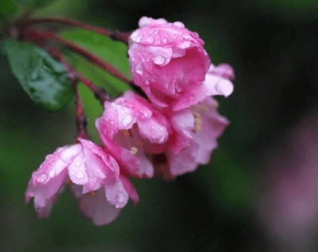 花儿|杜甫很感伤的一首诗，短短4句，写尽山河沦陷的悲伤，催人泪下