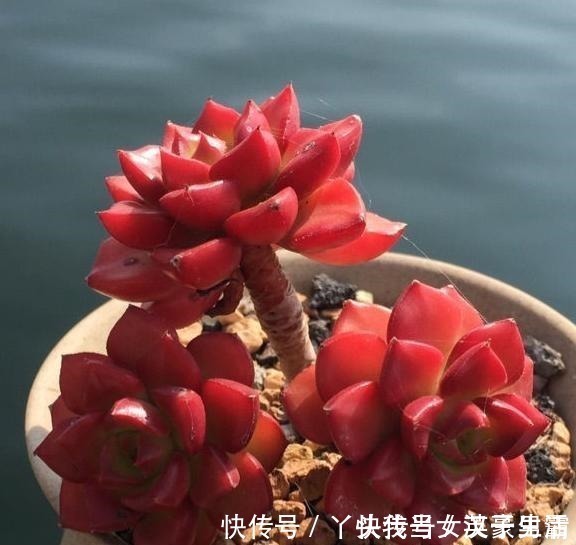 花友|原来可以把蒂亚“虐”这么红，4点掌握了，你养的蒂亚一样红！