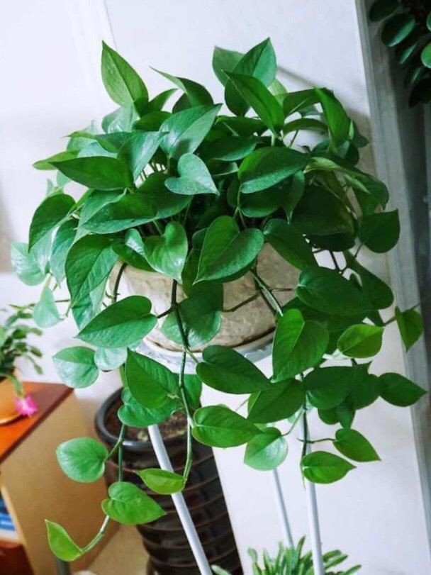 浇水|好养漂亮的“4种花”,阳台室内养一盆,浇水就长爆盆,开花不断