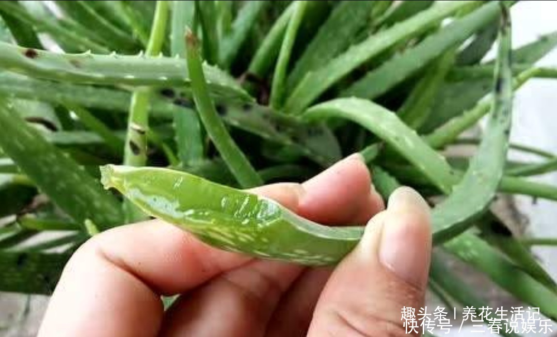 浇水|家养芦荟半死不活多半浇水不正确,改善后生长快叶子肥胖