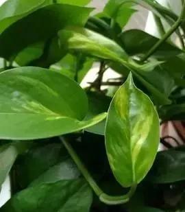 筷子|养绿萝,这2种“水”换着浇,叶片油亮巴掌大,根茎能比筷子粗