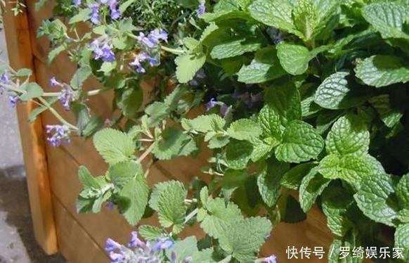 卫生间''除异味''大招放置3种绿植除臭,居家环境更舒适