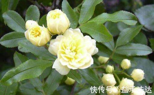 二乔菊|4种花一养就上瘾,种植简单花期超长,开出一片花海