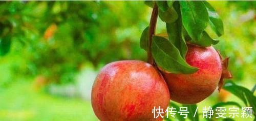 莴苣|它被称为天然的“胰岛素”,每天坚持吃,让你血糖稳定更健康