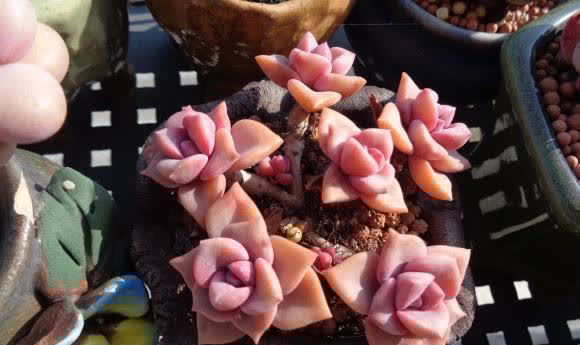 都说多肉不好养,其实很简单,多点耐心,少浇水,很容易活