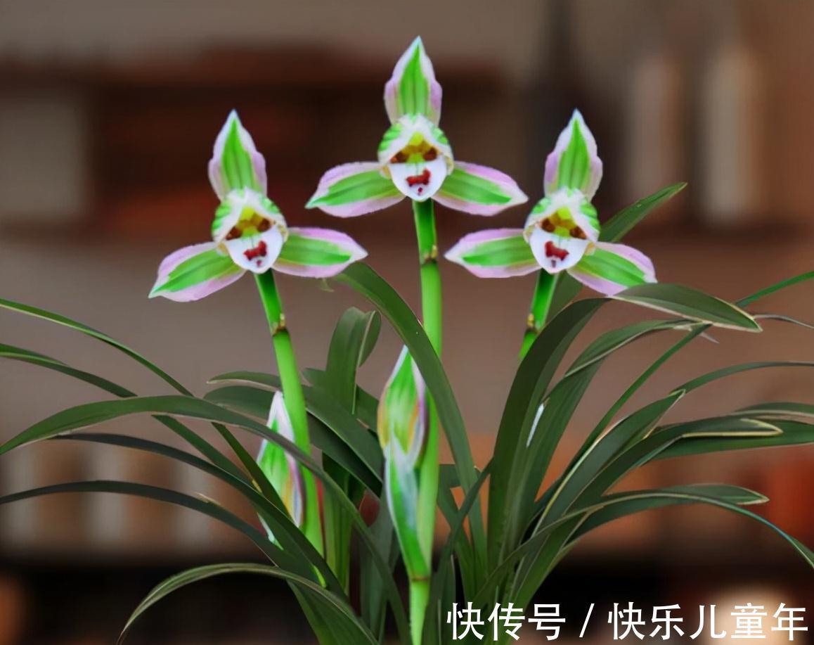 帝王妃|这种兰花极具帝王气息,花色奇特,兰香醇正,值得兰友们收藏