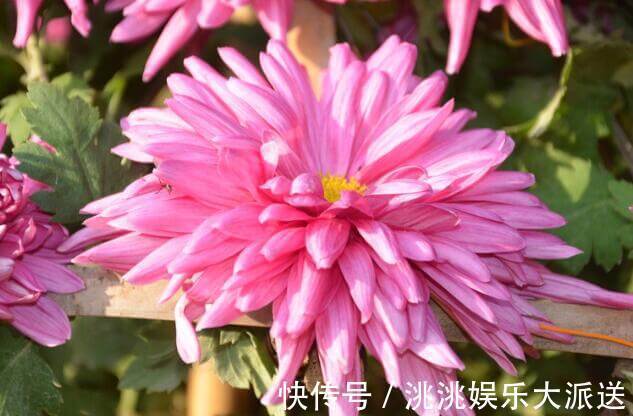 仙人|家中养菊花不妨选“雪青仙人”不但花开似“仙子”还有90天花期