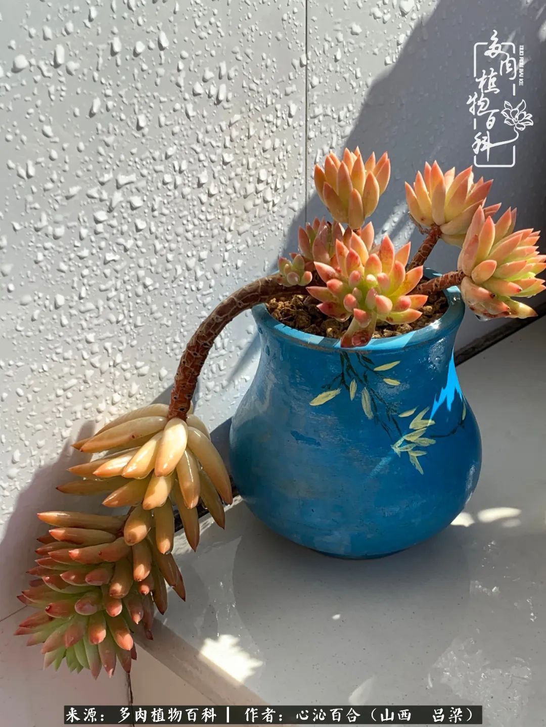 夏季的多肉,绿色才是主色调!努力呵护,期待绽放的那一刻!