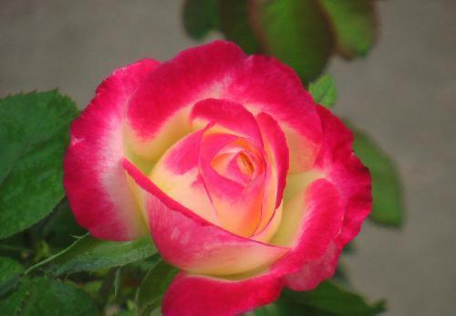 最值得入手的月季,红双喜