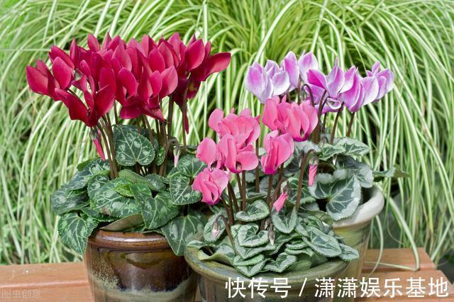 复合肥|天气转暖,建议少买4种花,观花时间短不说,还难度夏