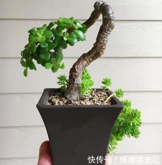 6种“养不死”的漂亮花,皮实好养真省心,新手随便一养就爆盆