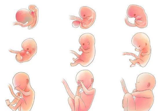 发育|可以看见胎芽，大约是怀孕多少周了？