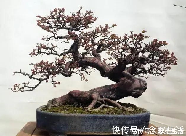 叶片|盆景制作技法夏天来到,盆景脱衣换锦,有6种好处