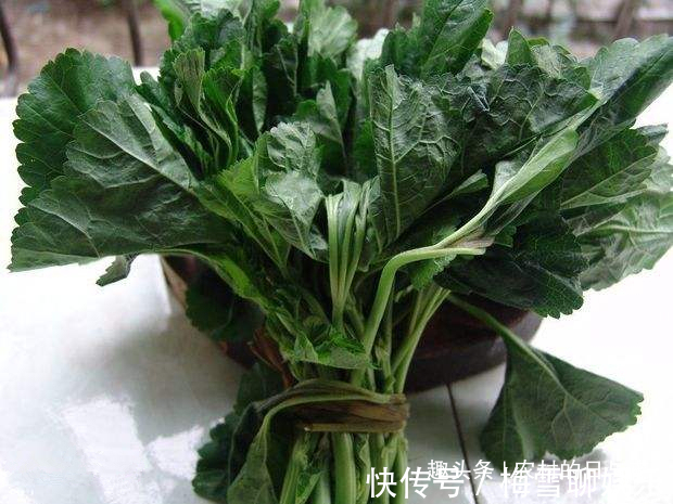 心形|这野菜长着“心形”的叶片,有“百菜之王”的称号,易种植营养高