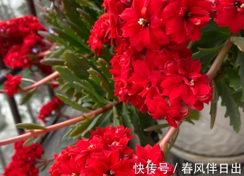 枝叶|初秋养长寿花,盆栽该怎么催花?满足4点,植株呼呼窜花苞