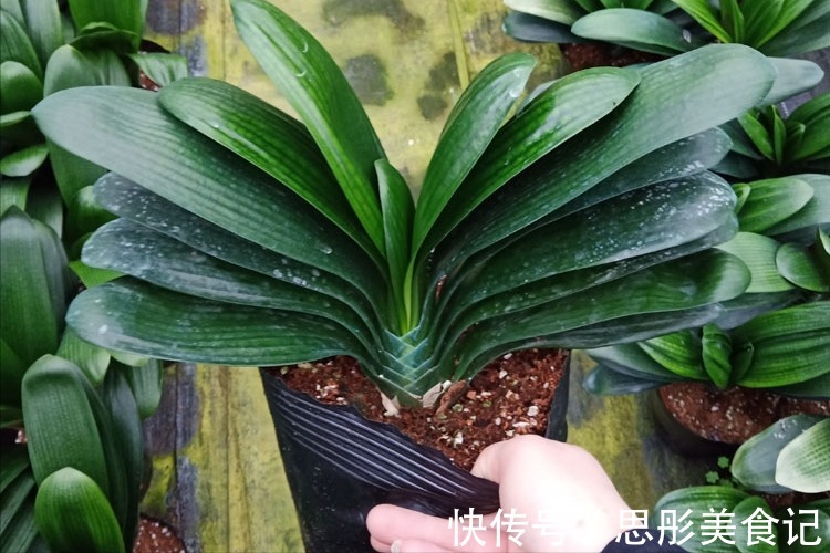 8种“富贵花”自带好运,花大优美,能养几十年,能值很多钱