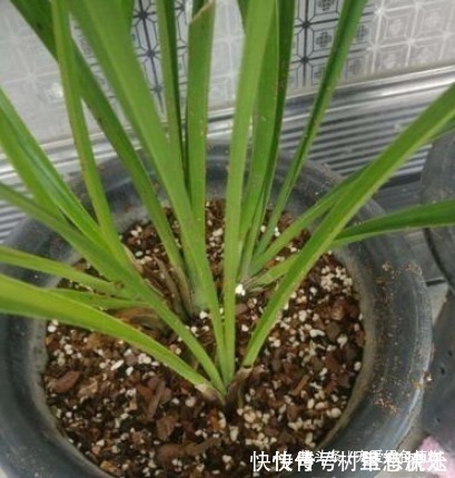 捡“1物”扔水里就是养花“万能水”,养啥旺啥,比花肥强10倍