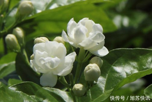 玉树|这4种花“欠修理”,要经常来几刀,才能枝繁叶茂,花开不断