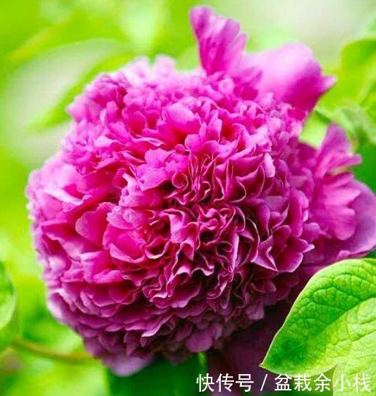 3种花现在养刚刚好,夏天开花很漂亮,招财又纳福,谁养谁喜欢