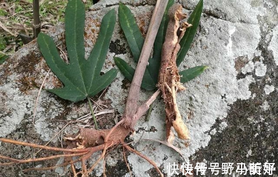 五指毛桃|深山里的“五爪龙”，山里人常吃美味，是女性产后疗养的佳品