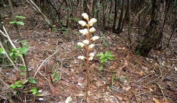 农村深山中的一种草药，无根无叶会跑又会飞