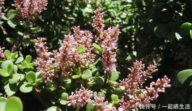 金枝玉叶开花了,特罕见,比雅乐之舞还美!金枝玉叶开花了,特罕见,比雅乐之舞还美!