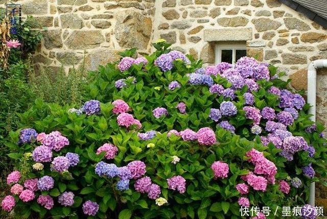 绣球要富养,越富花越大,美不胜收,宛若仙境!