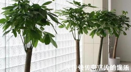 4种植物最适合懒养,十天半个月不用浇水,照样长势旺