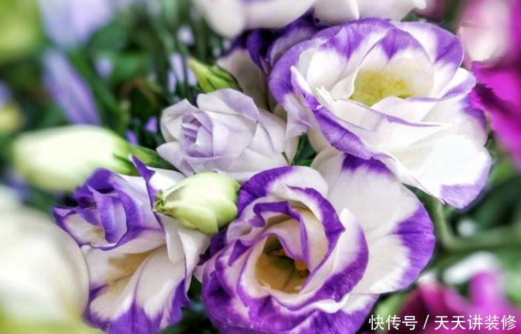 家里阳台养此款花,沾点水就疯长,开花勤还爱爆盆,美