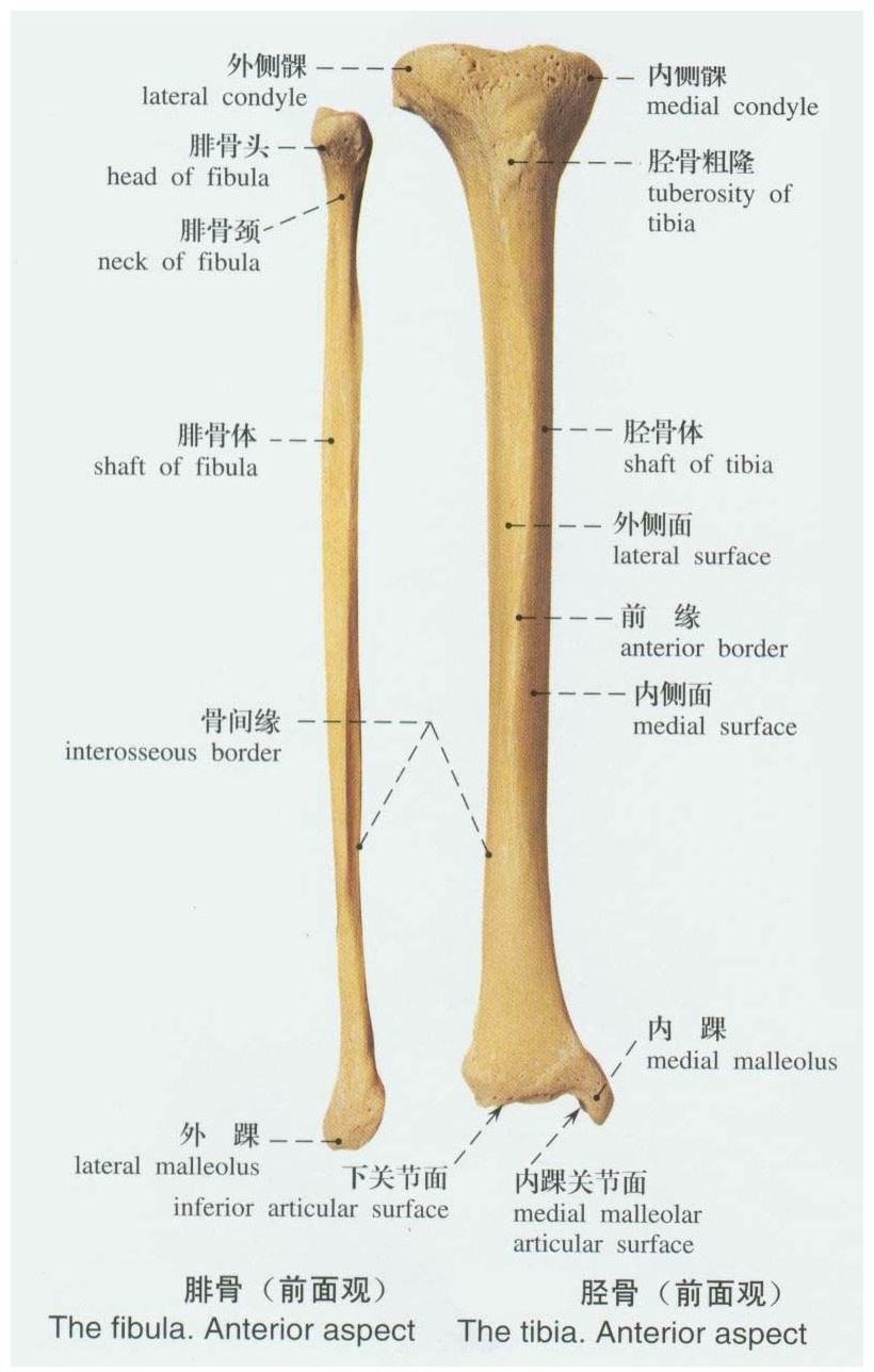 脚踝骨折术后恢复