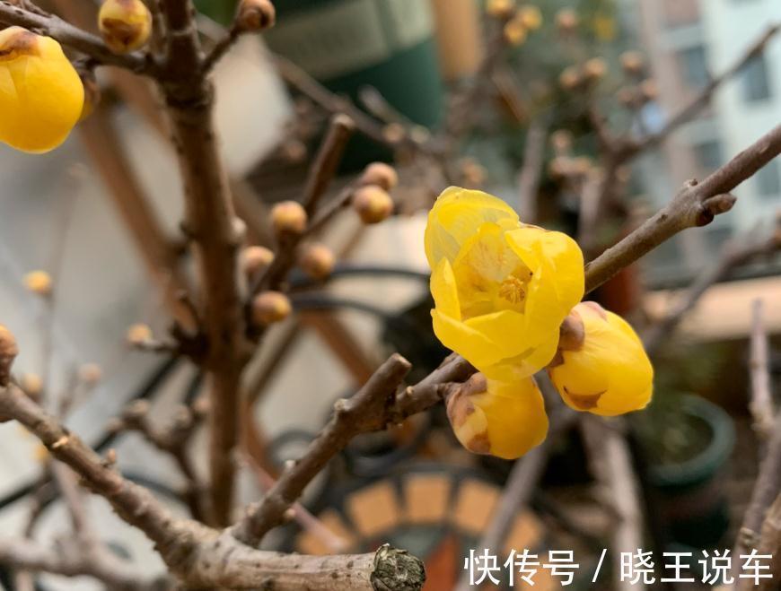 花盆|冬季观赏型花木:腊梅,盆栽记住4点,有枝有花,摆客厅超赞