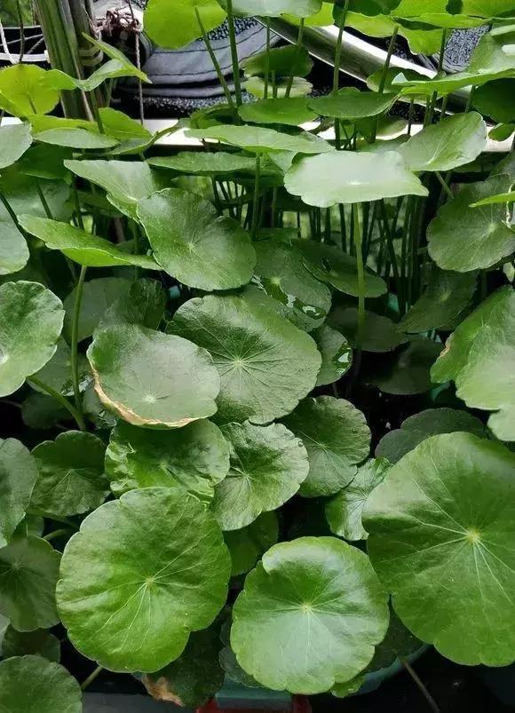 花友们|铜钱草叶子发黄稀疏,1个小技巧,叶子巴掌大,花盆装不下!