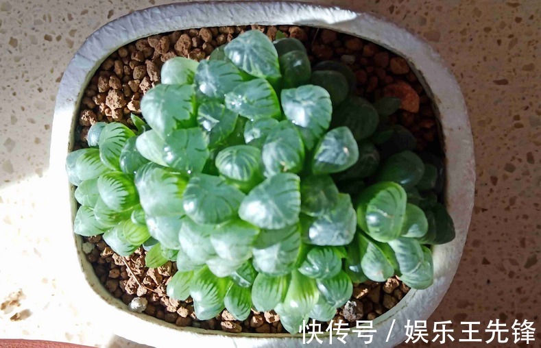 徒长|多肉玉露徒长叶子松散?多注意这4点,株型紧凑更具美感