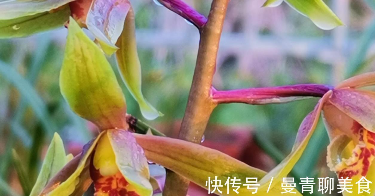 兰友|种活兰花不难,养好兰花却不易,十分钟读懂兰花该如何养护