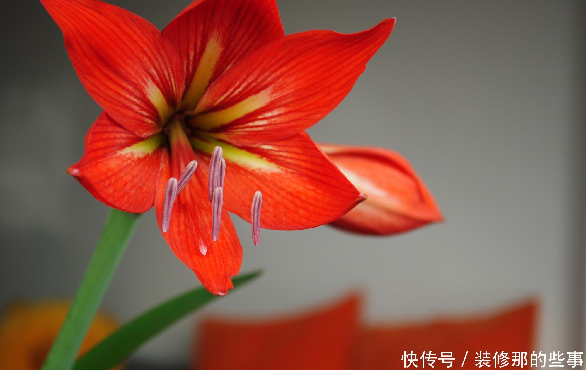 君子兰养护有妙招,盆里加上这些东西,开花很容易