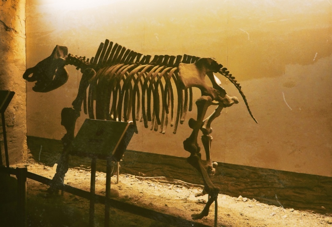 脚踏|一路银川,水洞沟遗址脚踏黄土来,机关四起藏兵洞