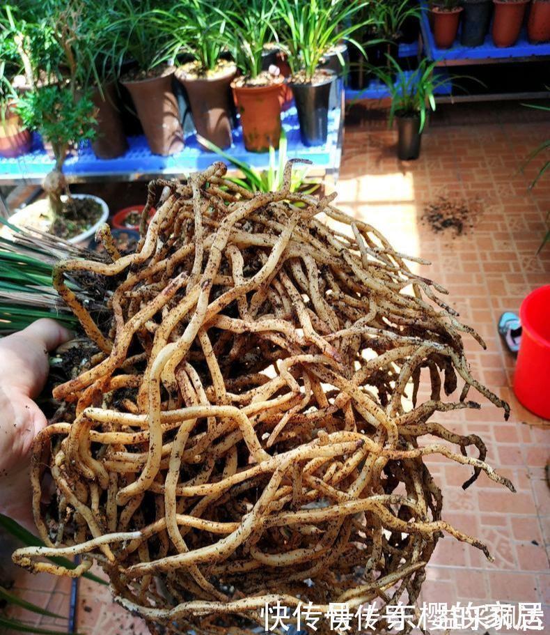 养兰先养根用这免费料养出粗壮大白根,兰花开花多又香